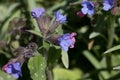 Blue and pink lungwort flowers, Pulmonaria saccharata Mrs Moon or Bethlehem sage blooming in the spring sunshine, close-up view Royalty Free Stock Photo